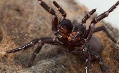 Close up and terrifying: the deadly funnel web spider (Credit: Dr David Wilson).